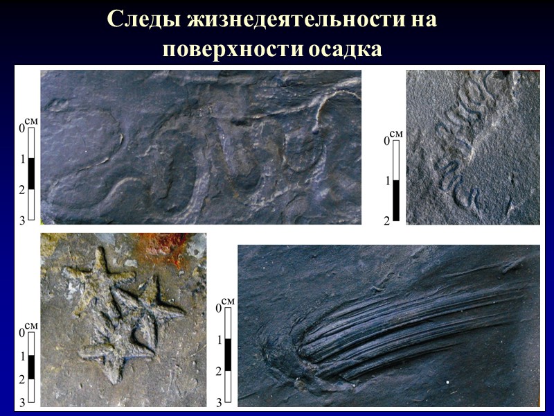 Следы жизнедеятельности на поверхности осадка